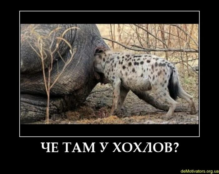 Чего там только ни было