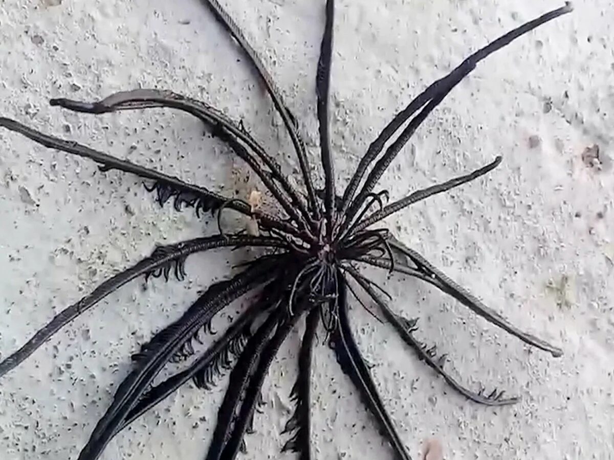 Морской паук. Пауки обитающие в Тайланде. Семена похожая на паука.