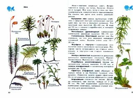 Мхи названия 3 класс окружающий