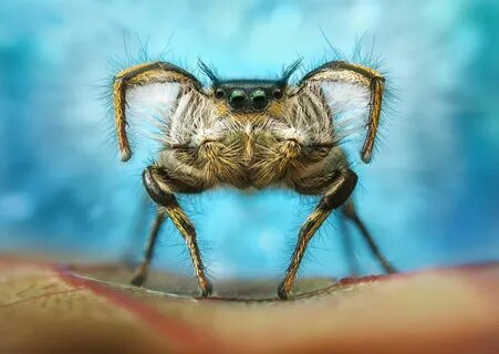 Dancing spider