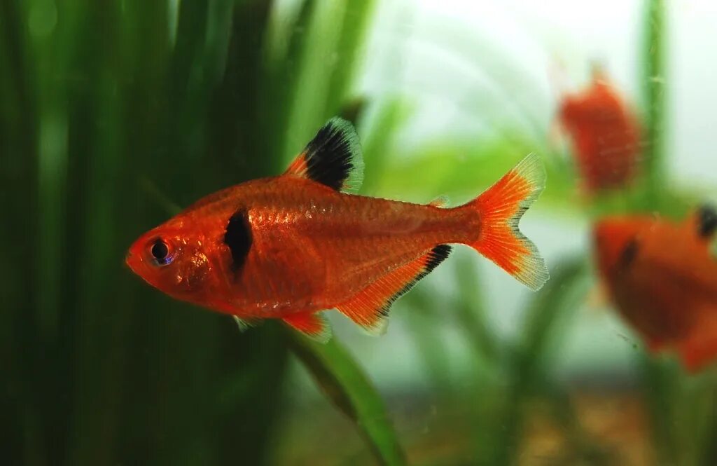 Серпас аквариумная рыбка. Рыбка орнатус красный. Тетра серпас минор. Минор красный. Минор красный.