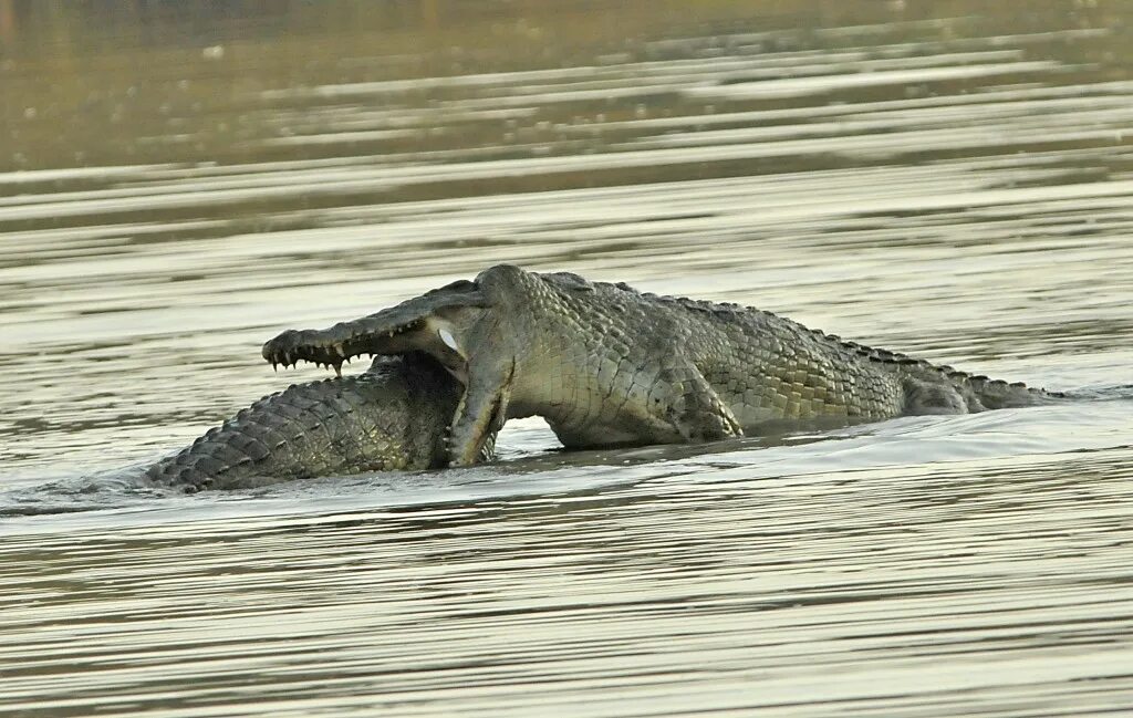 Крокодил бегает галопом. Гребнистый крокодил вьетнам. Крокодил плывет. Какую скорость развивает крокодил. А знаете ли вы что крокодил.