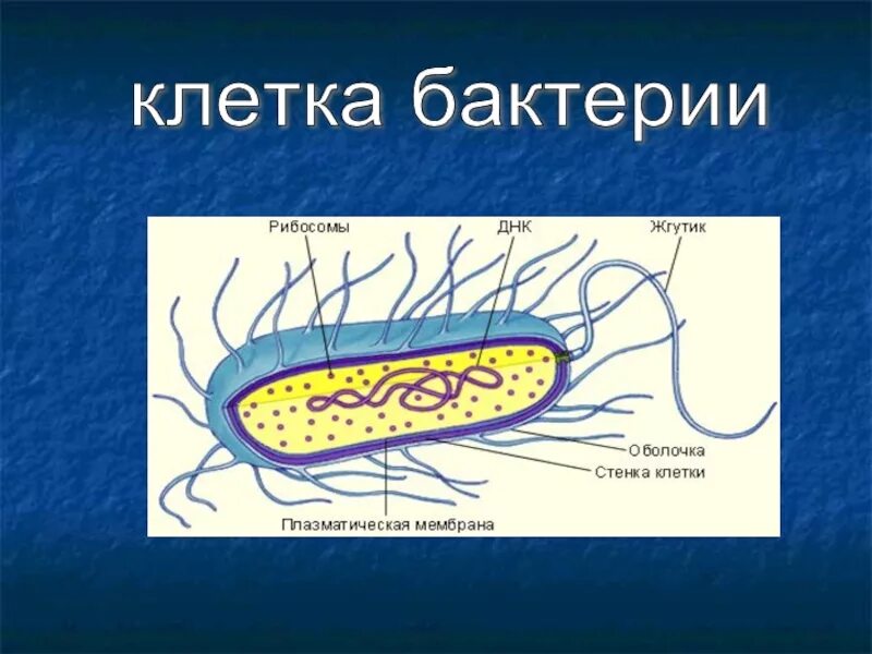 Как изменится количество живых клеток бактерий. Клетка бактерии. Бактериальная клетка. Бактериальная клетка покрыта. Схема клетки бактерии.