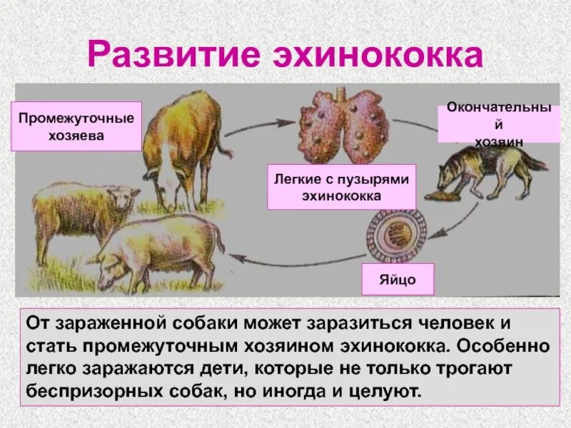 Можно ли считать человека промежуточным хозяином широкого. Эхинококковая ларвоциста. Половозрелая особь эхинококка. Половозрелая стадия эхинококка.