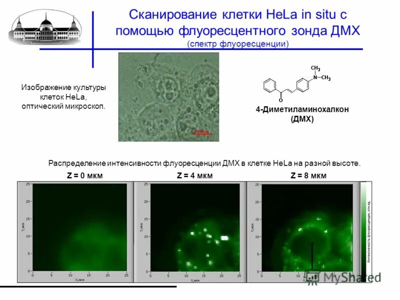 сканирование клеток. магни́тно-резона́нсная томогра́фия (мрт). конфокальная микроскопия клетки. сканирование клеток. гамма камера офэкт-кт.