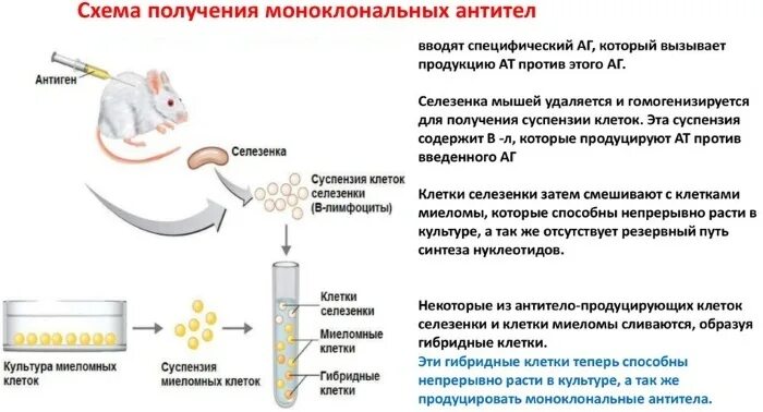 Для получения гибридом используют
