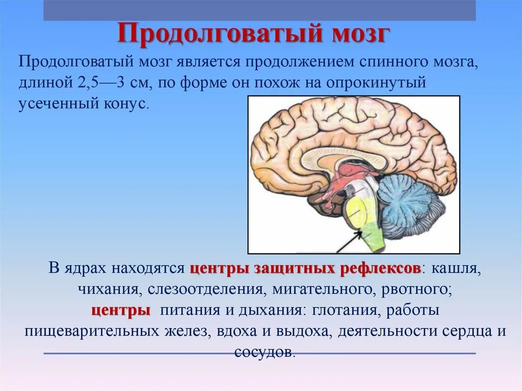 Нервные центры и отделы головного мозга. Продолговатый мозг мост и мозжечок. Продолговатый мозг,мост,средний мозг, мозжечок,промежуточный. Мозжечок — ￼; мост — ￼; продолговатый мозг — ￼; промежуточный мозг —. Каковы функции продолговатого мозга центры.