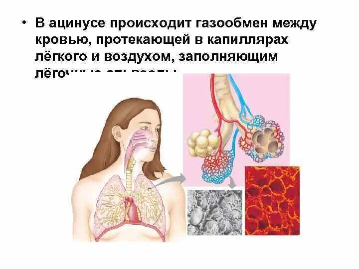 Что происходит с кровью в легочных капиллярах. Газообмен между воздухом и кровью происходит в. газообмен между лёгочным воздухом и кровью происходит в капиллярах. процессы протекающие в капиллярах тканей и легких. что происходит в ацинусе.