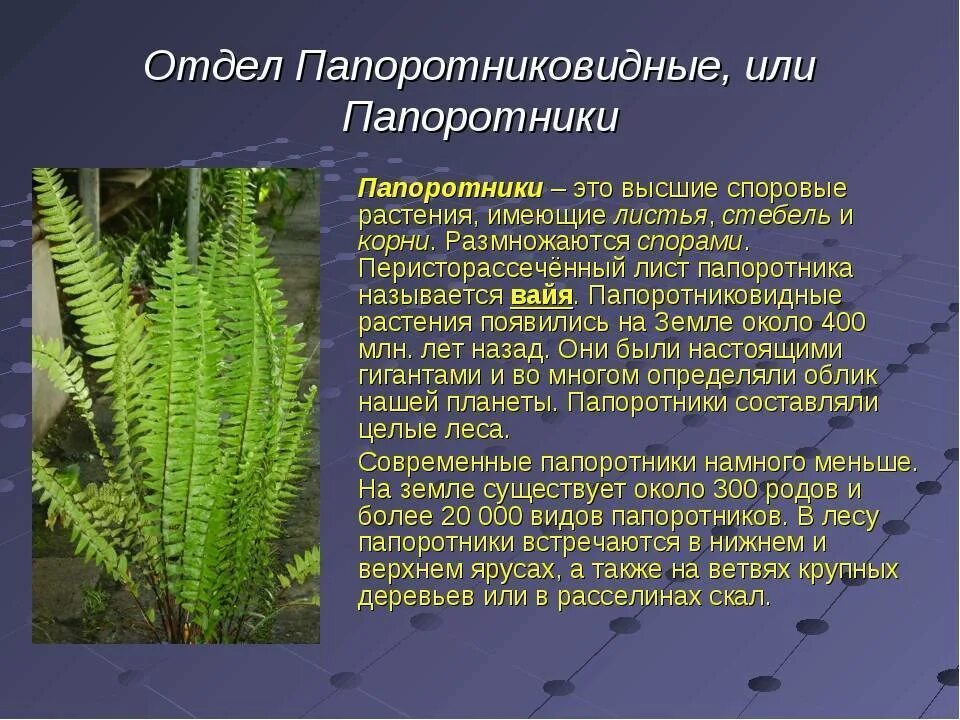 Верны ли следующие о папоротникообразных. Доклад про папоротники 5 класс биология. Папоротник доклад 5 класс. Папоротниковидные высшие споровые растения. Сообщение о папоротнике.