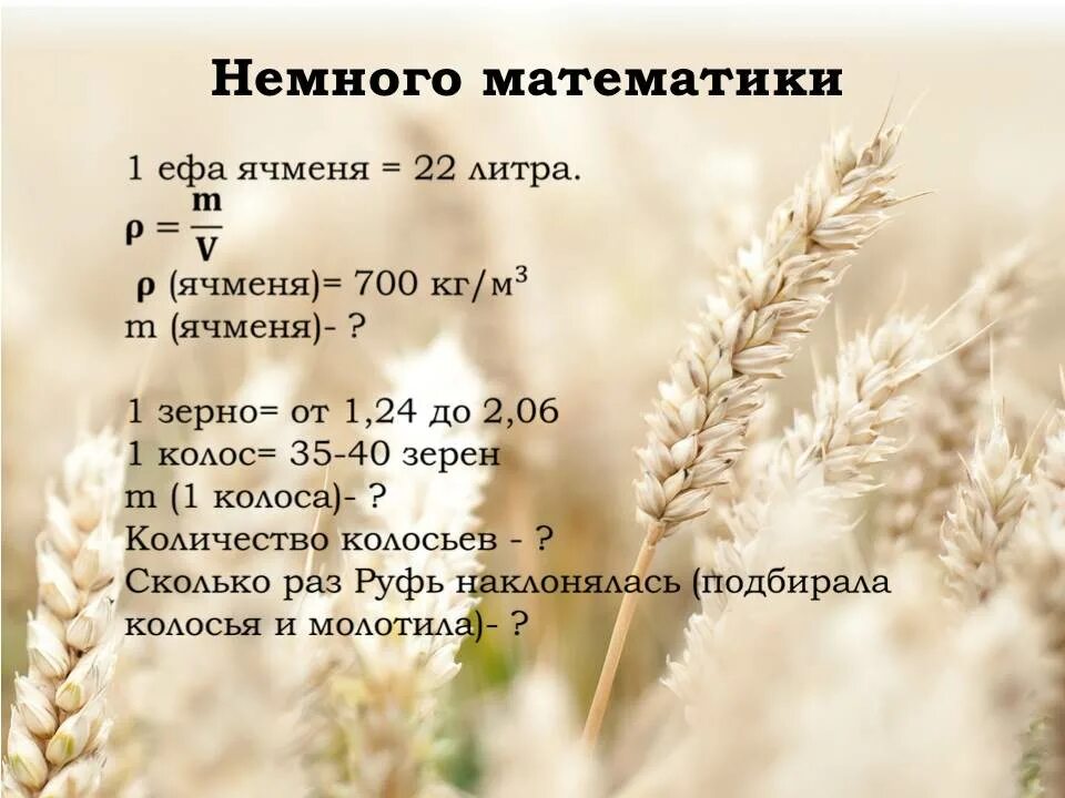 Ячмень двурядный. Масса 1000 семян озимой пшеницы. Размер зерна пшеницы мм. Мера ячменя. Ефа ячменя сколько это.