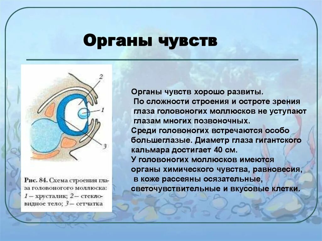 Органы чувств человека интересные факты 3 класс. Органы чувств. Органы чувств головоногих. Строение и работа наших органов чувств. Строение глаза головоногих моллюсков.