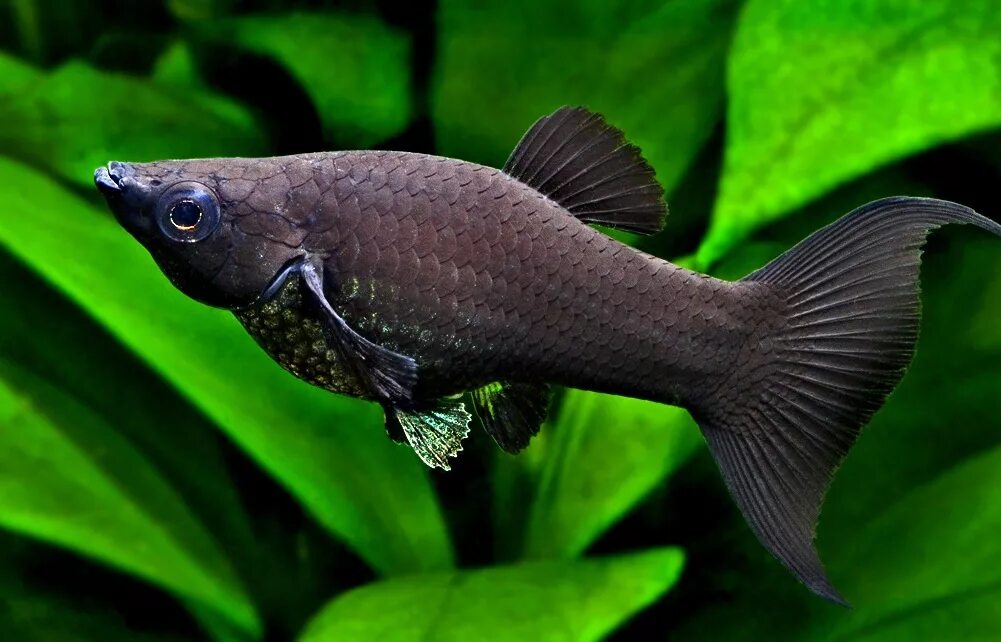 Моллинезия аквариум рыбка. Чёрная Молли (Моллинезия). Моллинезия черная лирохвостая. Рыбка Моллинезия черная.