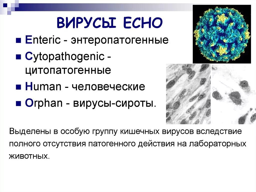 Энтеровирус коксаки сыпь. Вирус ксаки. Вирус ксаки. Энтеровирусная инфекция коксаки. Вирус ксаки.