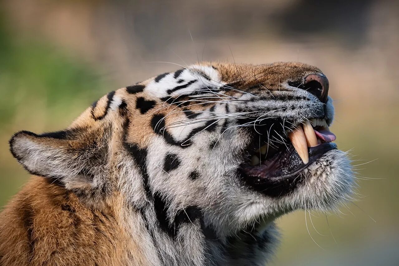 Животные над головой. Весёлый олень. Животные с человеческим телом. Кошка и хозяин. Животные над головой.