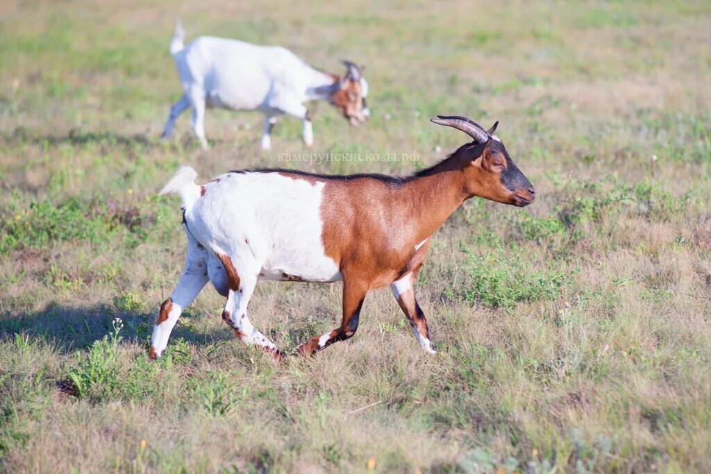 козы воронежская область