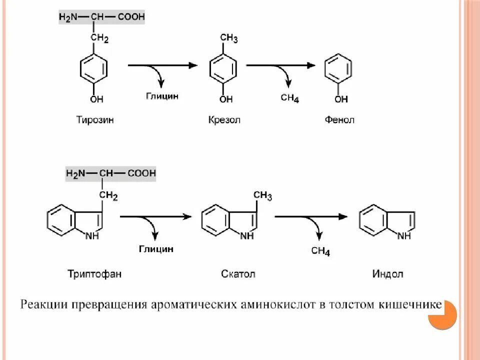 Образование фенола из тирозина. Образование крезола и фенола из тирозина. Синтез тирозина из фенола. Реакции образования крезола и фенола из тирозина.