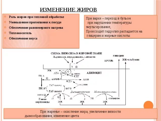 Схема обработки жиров. Изменение жиров при тепловой обработке. Изменение белков при технологической обработке.. Термическая обработка жиров. Изменения происходящие в жирах