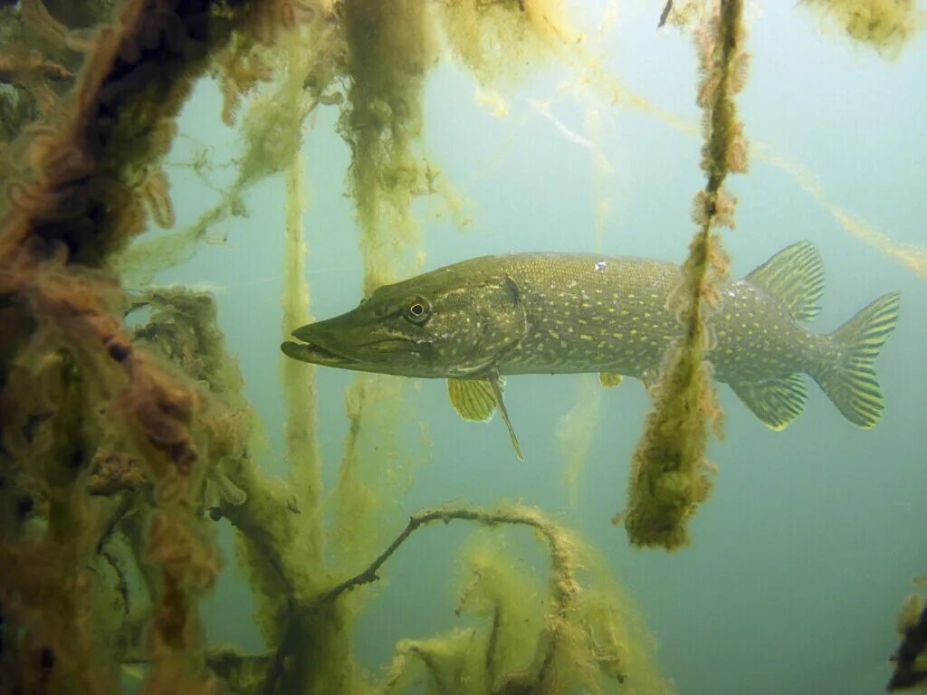 Обыкновенная щука (Esox Lucius). Щука Каспийского моря. Щука в воде. Щука в коряжнике. Щука в море