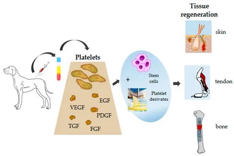 Animals Free Full-Text Platelet Function and Therapeutic.