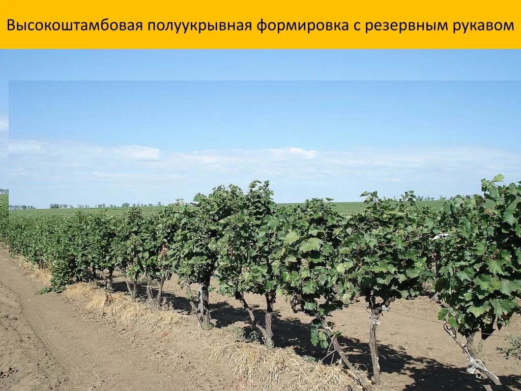Субсидия многолетние насаждения. Высокоштамбовая кордонная формировка винограда. Субсидия многолетние насаждения. Плодово ягодные насаждения. Яблоневый сад интенсивного типа.