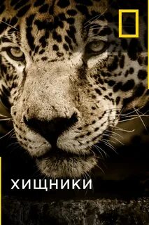4 ка животные
