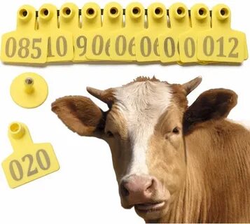 Бирка на ухе коровы