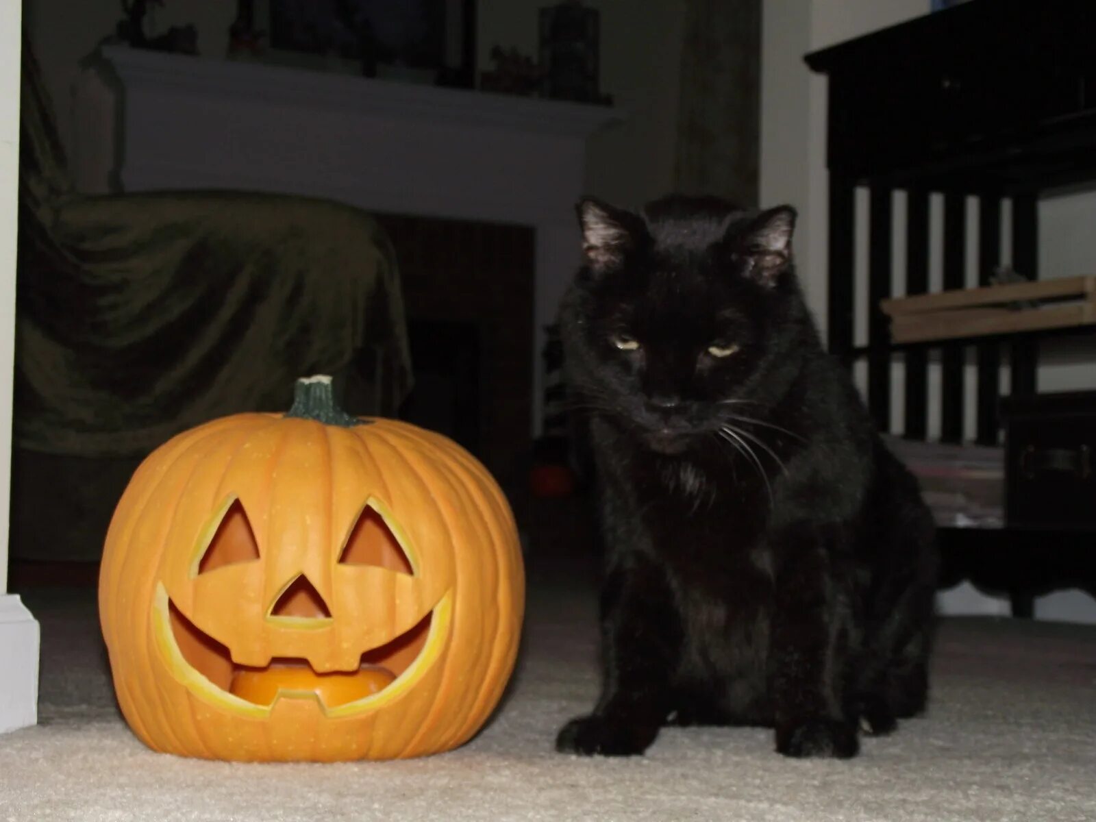 Котенок хэллоуин. Кот хэллоуин. кот с тыквой на голове. тыква на хэллоуин кошка. хэллоуин кот с тыквой на голове.