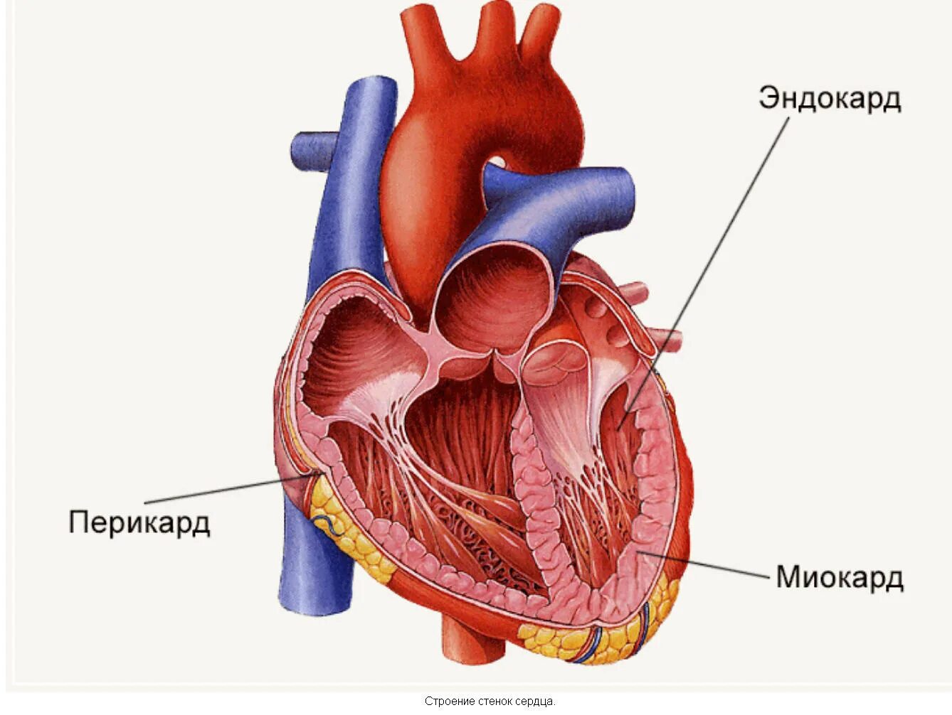 Стенка анатомия. Эндокард сердца анатомия. Миокард перикард эндокард. Строение сердца эпикард миокард. Стенка сердца эндокард миокард эпикард.