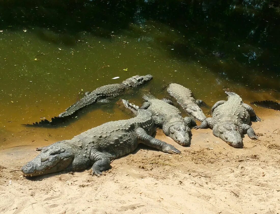 Сейчас крокодил. Нильский крокодил crocodylus niloticus. остров рамри крокодилы. нильский крокодил среда обитания. нильский крокодил и аллигатор.