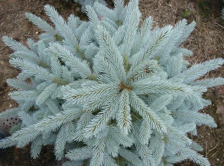 Ель колючая эдит. Ель голубая super blue seedling. Ель колючая блю даймонд. Ель колючая мисти блю. Ель колючая блю даймонд.