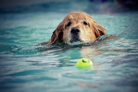 Dog swim