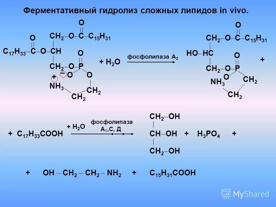 Ферментативный гидролиз жиров