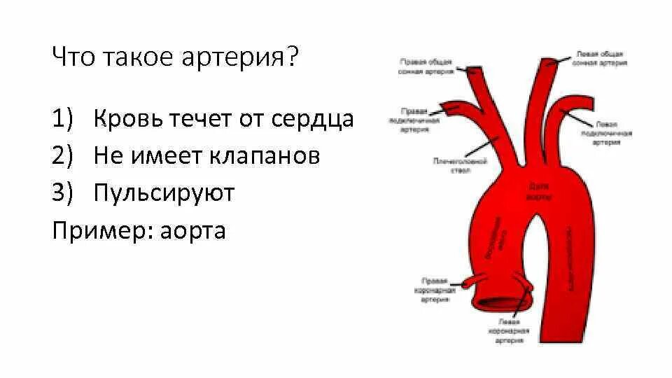 Аорта направление движения. Аорта схема.