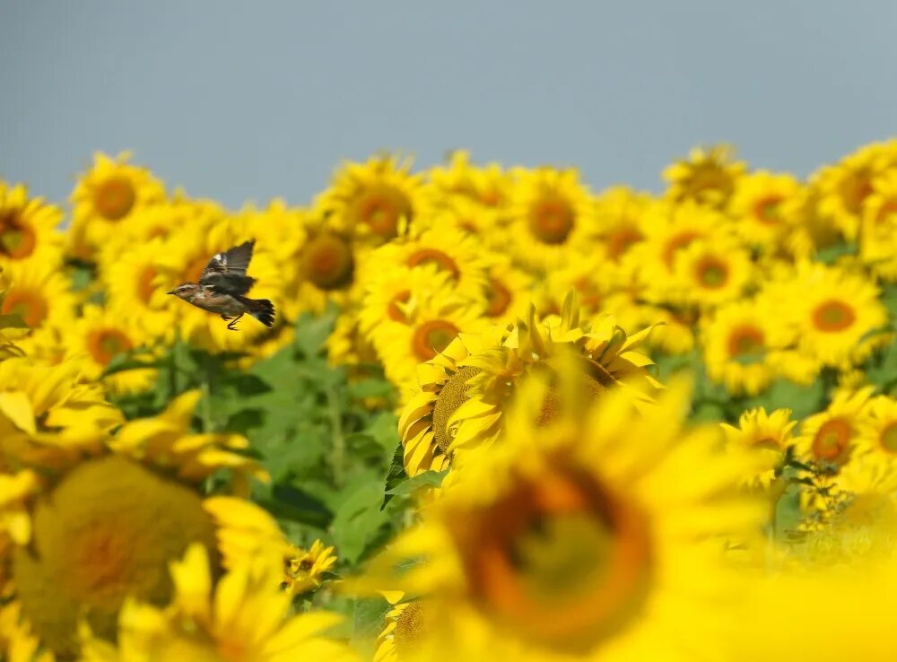 Подсолнух времени. Подсолнух времени. Подсолнух. Красивые подсолнухи. Sunflower focus.