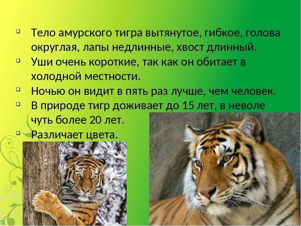 Красная книга про Амурского тигра. Внешний вид Амурского тигра. Проект про тигров. Сообщение о Амурском Тигре. Внешний вид тигров