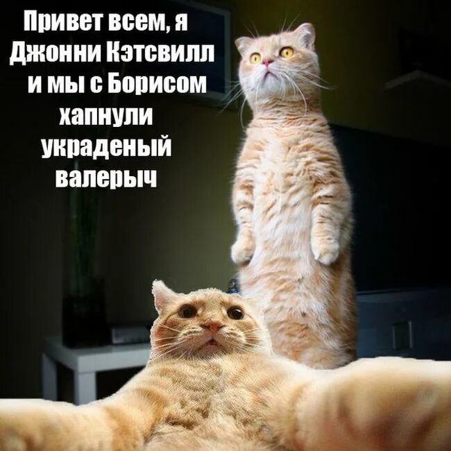 Достала немного. Джонни кэтсвилл приколы. Достала немного. Мем злые родители запрещаю дружить. Приколы про усталость от работы.