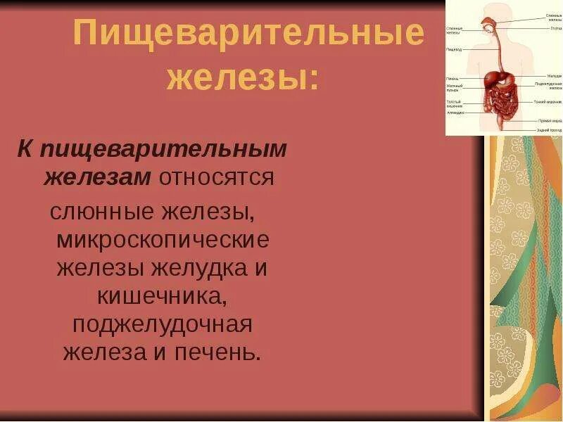 Железы пищеварительной системы человека. Пищеварительные железы презентация. Пищеварительная система слюнные железы. Слюнные железы относятся к железам.