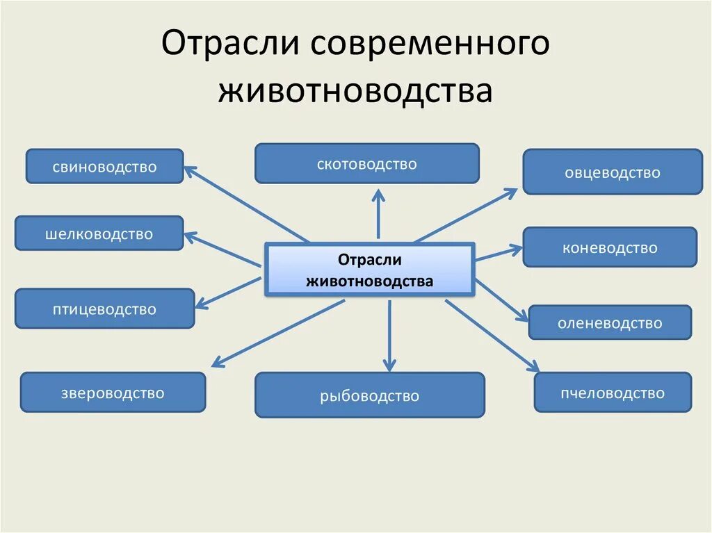 Схема отраслевой структуры животноводства. Животноводство схема 4 класс. второстепенные отрасли животноводства. отрасли животноводства схема. отрасли современного животноводства.