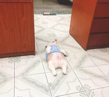 Щенок наелся