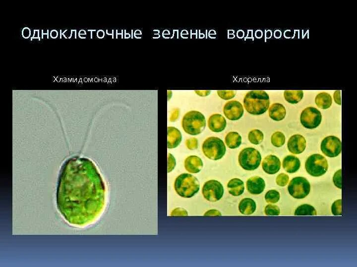 Одноклеточные зеленые водоросли характеристика