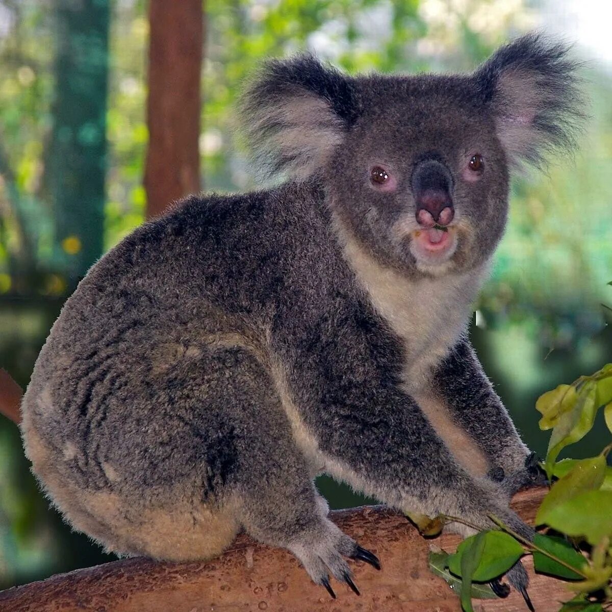 Сумчатое животное 8 букв. Животные австралии вомбат. Сумчатая крыса опоссум. Ушастый поссум. Сумчатое животное 8 букв.
