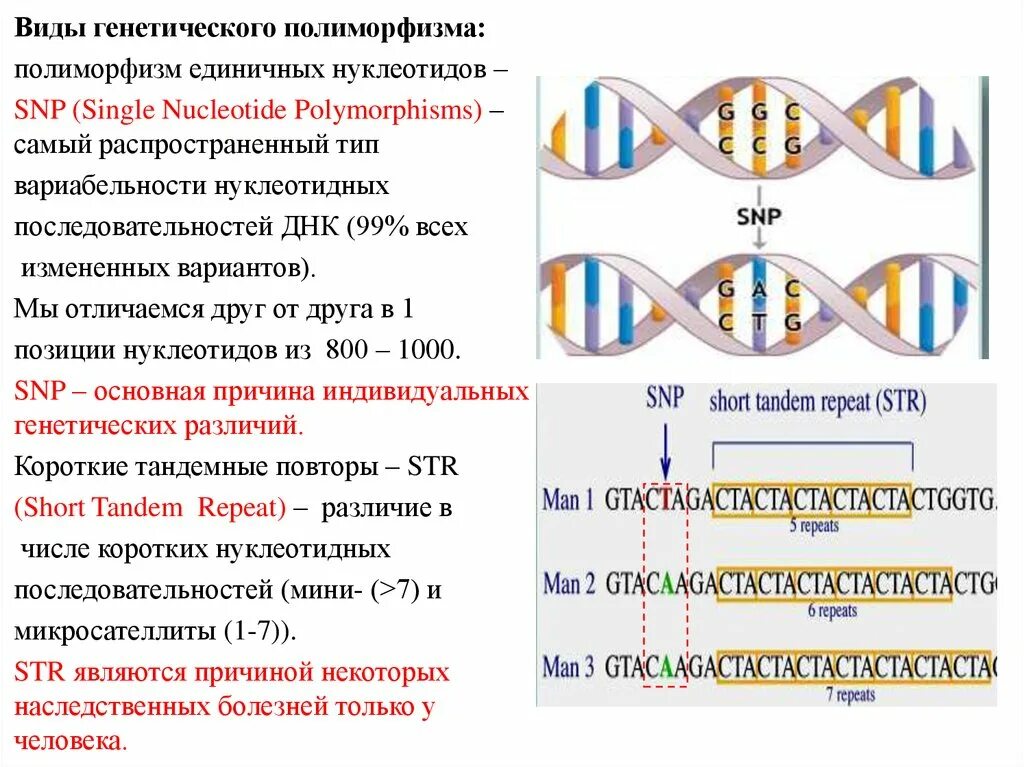 Тип генетического полиморфизма SNP. SNP (Single nucleotide polymorphism). Однонуклеотидный полиморфизм. Однонуклеотидный полиморфизм SNP это.