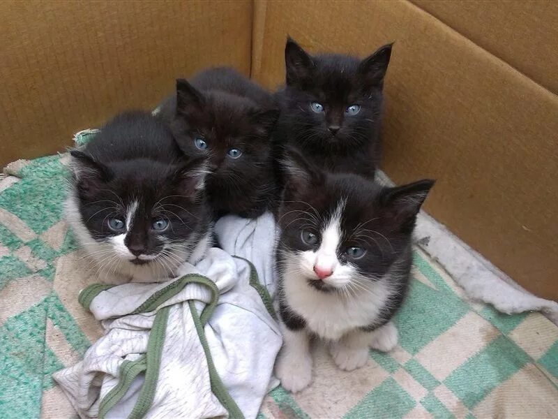 котята в добрые руки чебоксары