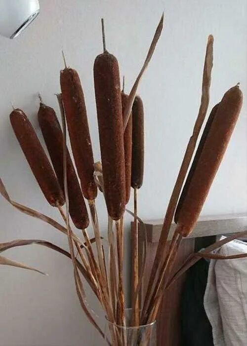 Река камыши. Камыш приметы. Typha domingensis. Камыш рогоз тростник. Дом с тростником.