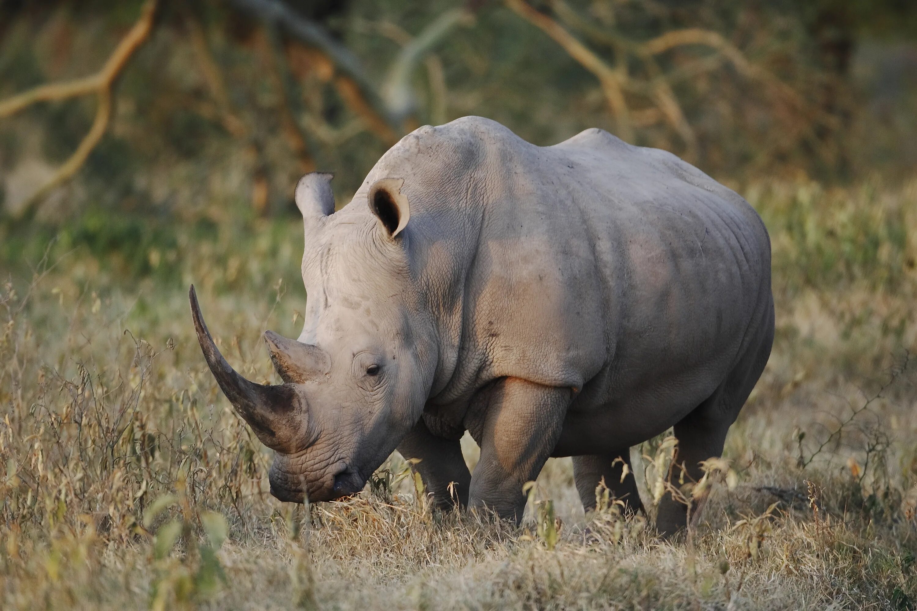 Белые носороги в ЮАР. Большой белый носорог. Среда обитания белого носорога. Гора носорог.