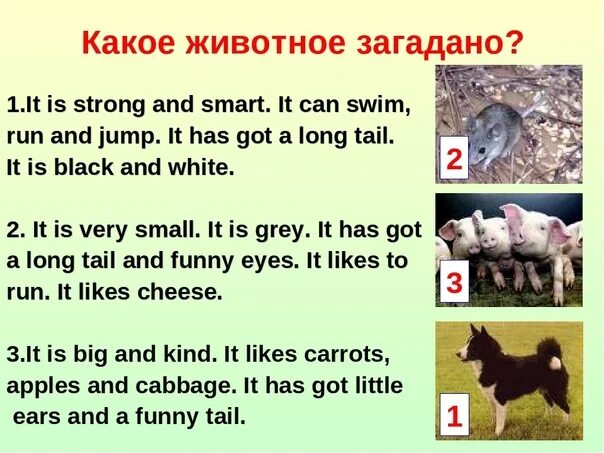 Описание животного на английском 3