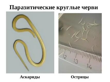 Аскаридоз острица