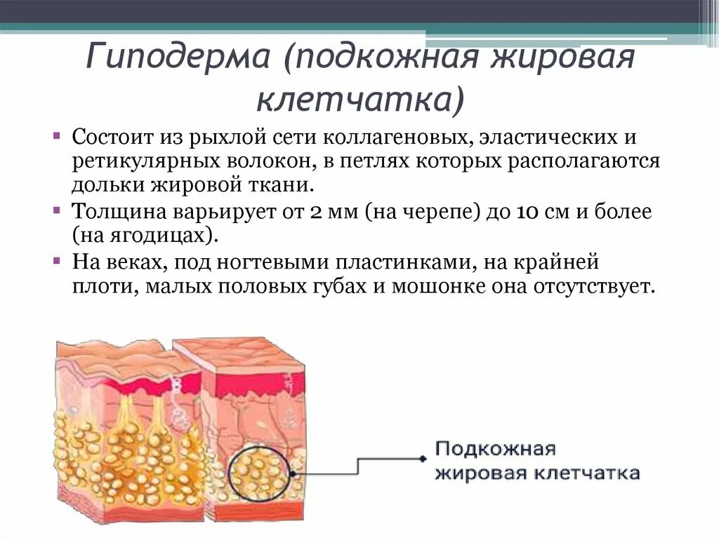 Какая структура дермы образована этой тканью. Структура гиподермы кожи человека. Строение подкожно жировой клетчатки. Слой кожи гиподерма строение. Слои кожи подкожно жировая клетчатка.