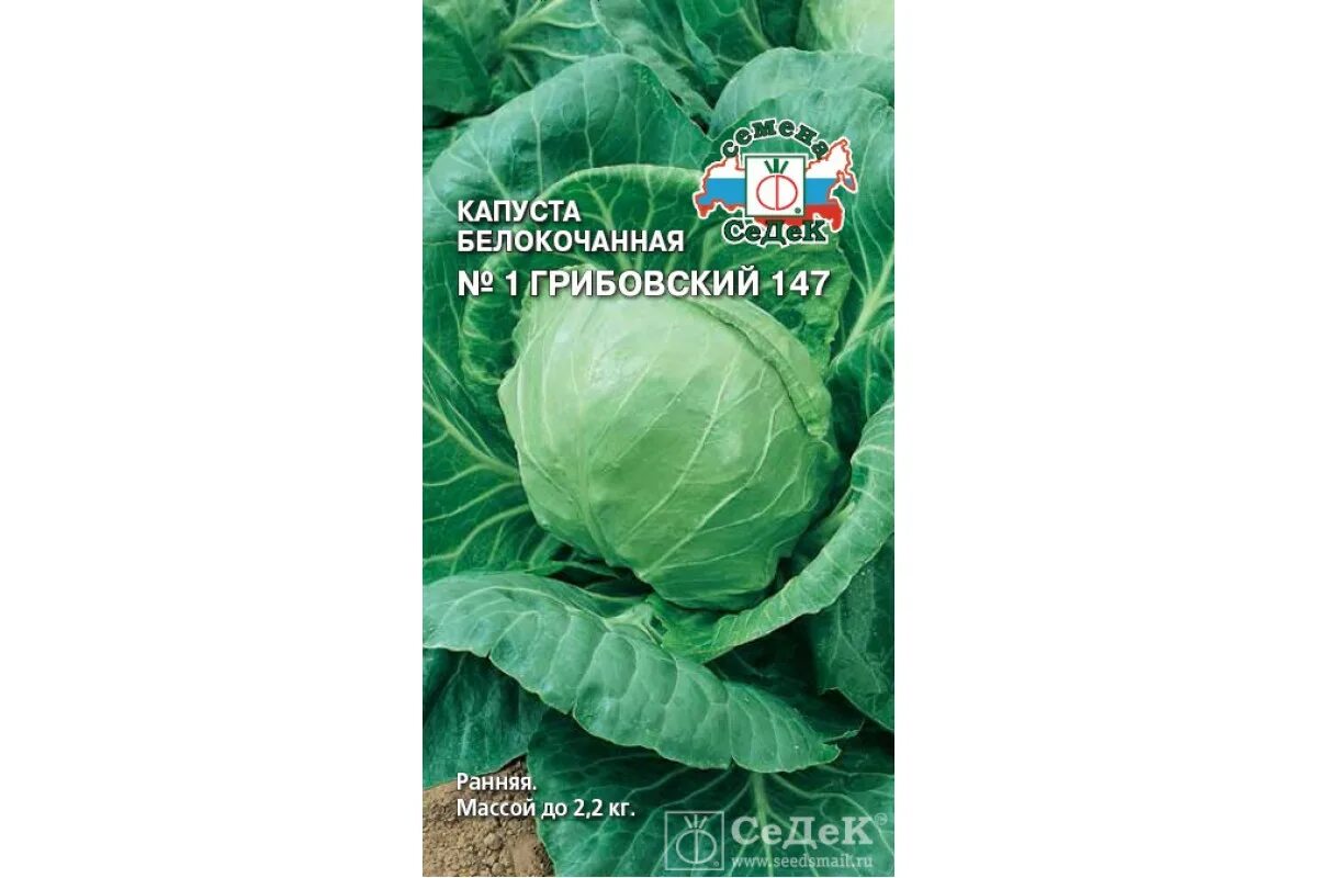 Капуста первый номер. Капуста белокочанная Грибовский. Капуста Грибовский 147. Капуста белокочанная номер первый Грибовский 147. Капуста номер первый Грибовский.