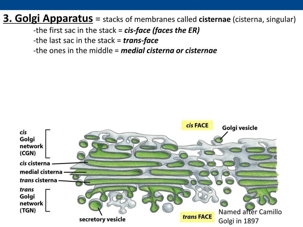 Api v4 facade cis cis list. Cis golgi apparatus. golgi function. golgi apparatus function. molecular cell biology.